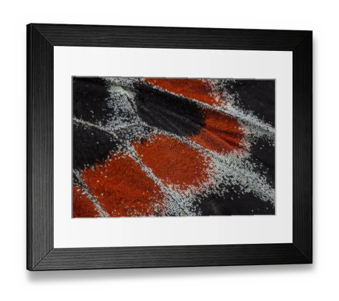 Framed Print : Close-up detail Wing Pattern of Tropical Butterfly Framed Print : Close-up detail Wing Pattern of Tropical Butterfly
