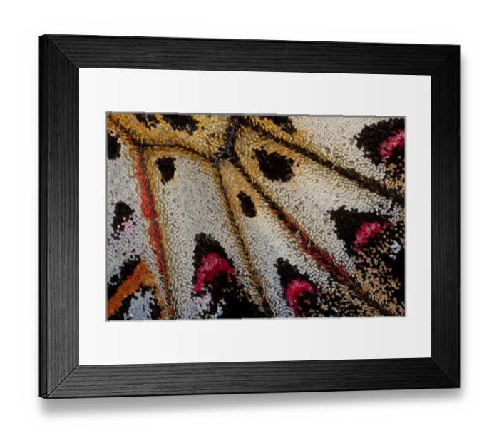 Framed Print : Close-up detail Wing Pattern of Tropical Butterfly Framed Print : Close-up detail Wing Pattern of Tropical Butterfly
