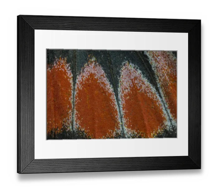 Framed Print : Close-up detail Wing Pattern of Tropical Butterfly Framed Print : Close-up detail Wing Pattern of Tropical Butterfly