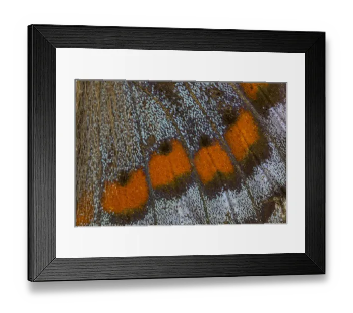 Framed Print : Close-up detail Wing Pattern of Tropical Butterfly Framed Print : Close-up detail Wing Pattern of Tropical Butterfly