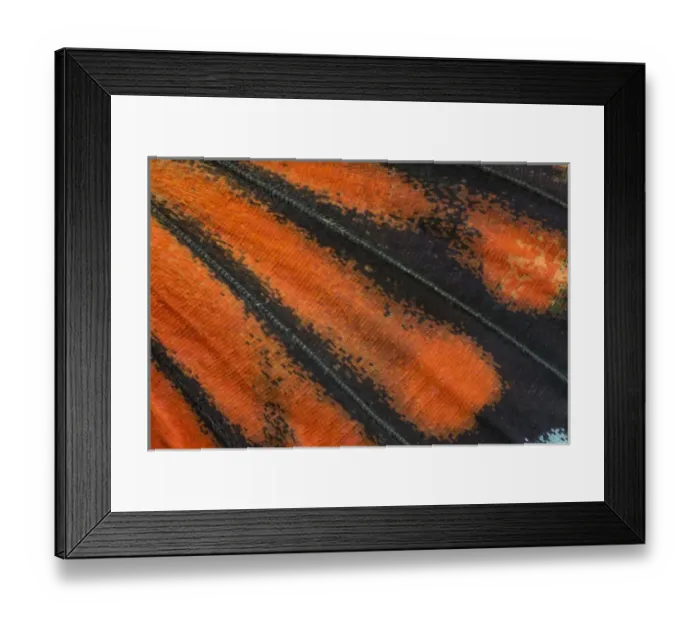 Framed Print : Close-up detail Wing Pattern of Tropical Butterfly Framed Print : Close-up detail Wing Pattern of Tropical Butterfly