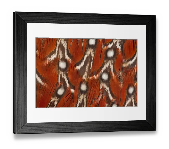 Framed Print : Tragopan Feather design and fan effect Framed Print : Tragopan Feather design and fan effect