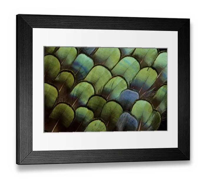 Framed Print : Pheasant body feather fan design Framed Print : Pheasant body feather fan design