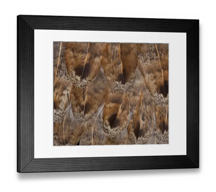 Framed Print : Brown Feather Fanning effect Framed Print : Brown Feather Fanning effect