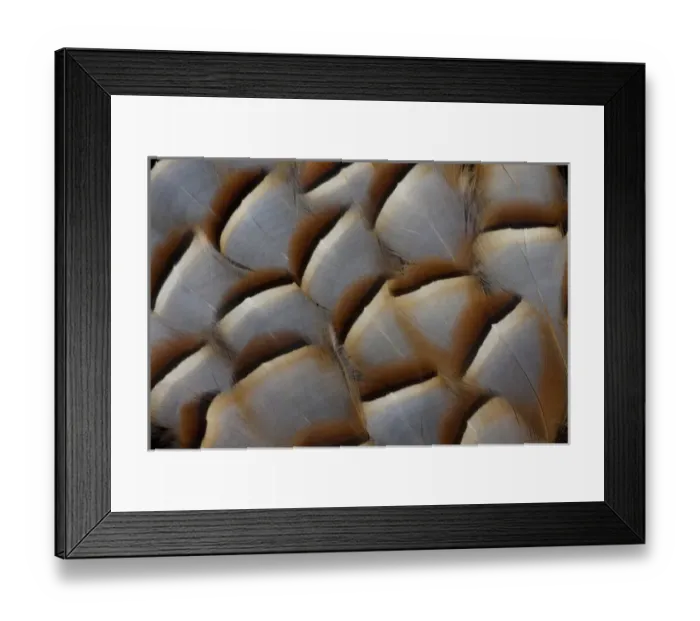 Framed Print : Red-legged Partridge Flank feathers