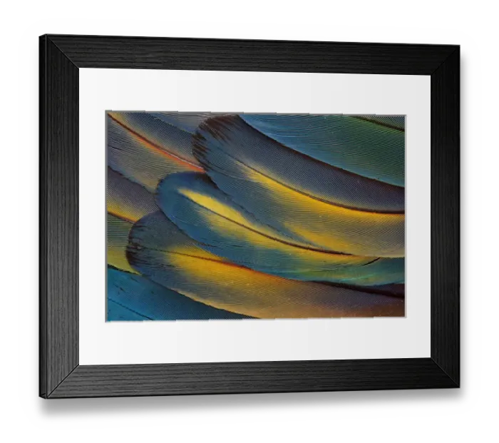 Framed Print : Scarlet Macaw Wing Feathers fan design Framed Print : Scarlet Macaw Wing Feathers fan design