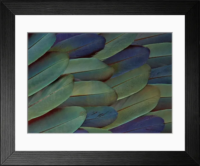 Framed Print : Scarlet and Blue Gold Macaw wing feathers Framed Print : Scarlet and Blue Gold Macaw wing feathers