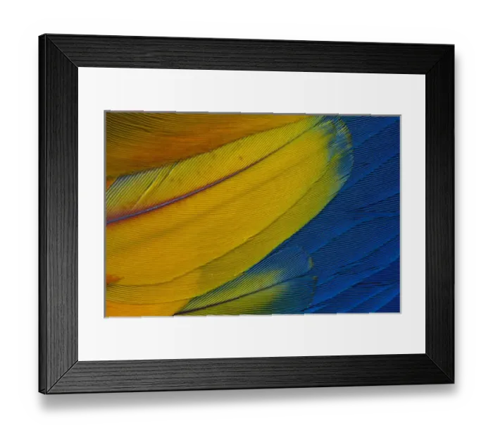 Framed Print : Scarlet Macaw wing covert feathers Framed Print : Scarlet Macaw wing covert feathers
