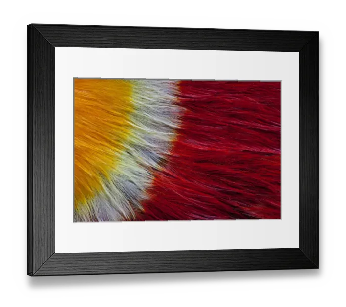 Framed Print : Red Breasted Toucan Framed Print : Red Breasted Toucan
