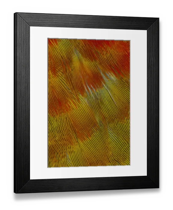 Framed Print : Jenday Conure Framed Print : Jenday Conure