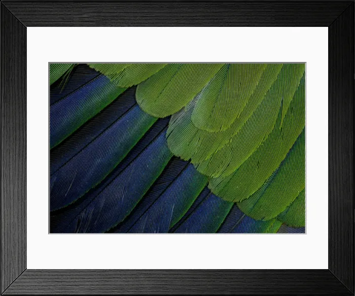 Framed Print : Jenday Conure Framed Print : Jenday Conure
