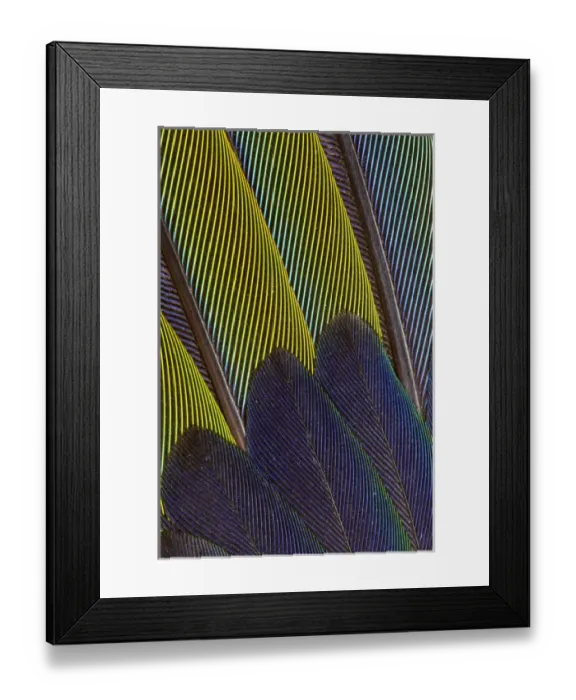 Framed Print : Jenday Conure Wing Feather Detail
