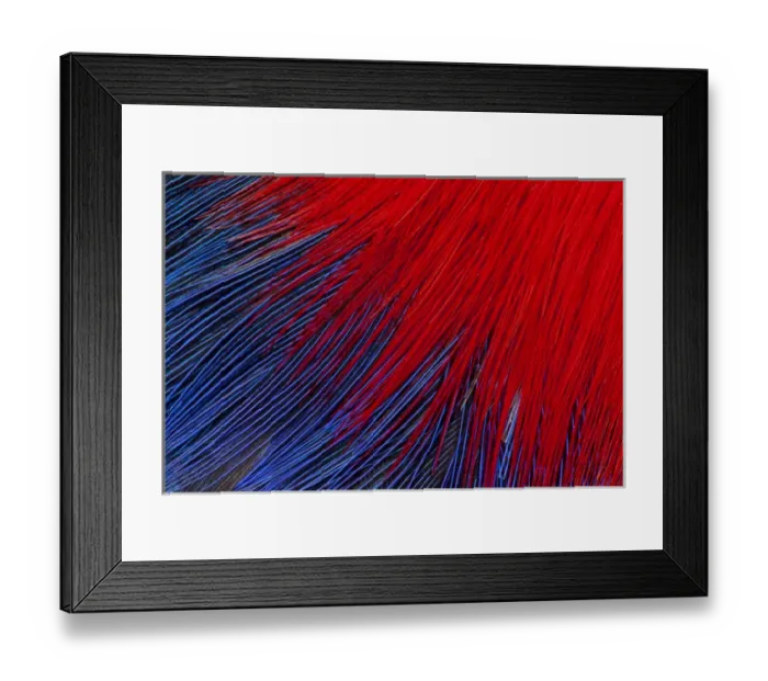 Framed Print : Solomon Island Toucanette Framed Print : Solomon Island Toucanette