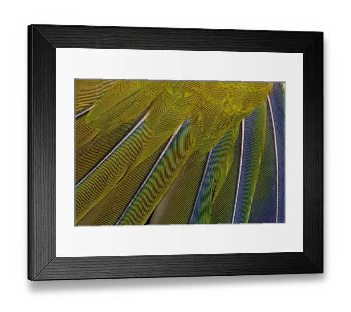 Framed Print : Jenday Conure