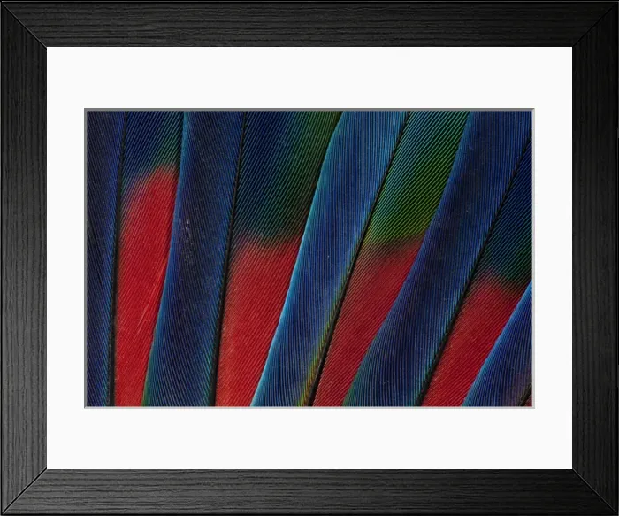 Framed Print : Fanned out Tail Feathers of the Blue headed Pionus Framed Print : Fanned out Tail Feathers of the Blue headed Pionus