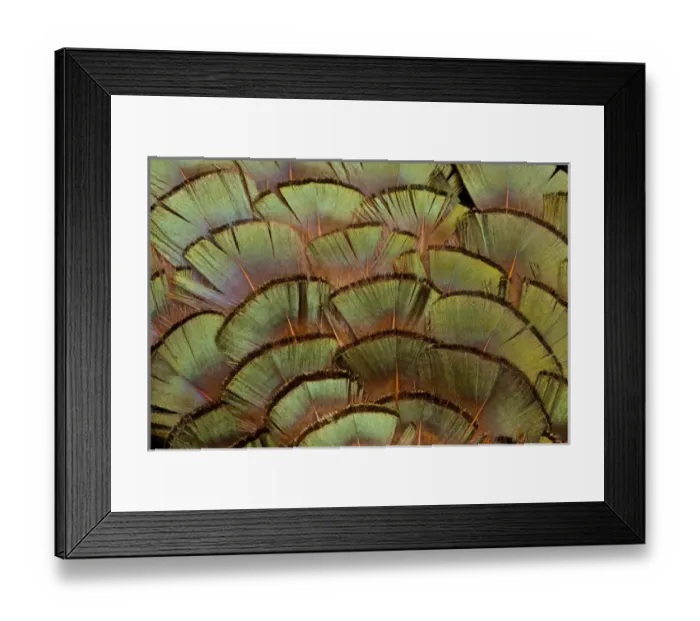Framed Print : Pheasant body feather fan design Framed Print : Pheasant body feather fan design