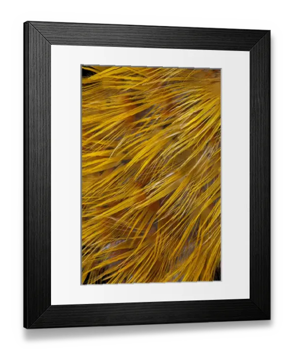 Framed Print : Golden Pheasant Feathers Framed Print : Golden Pheasant Feathers