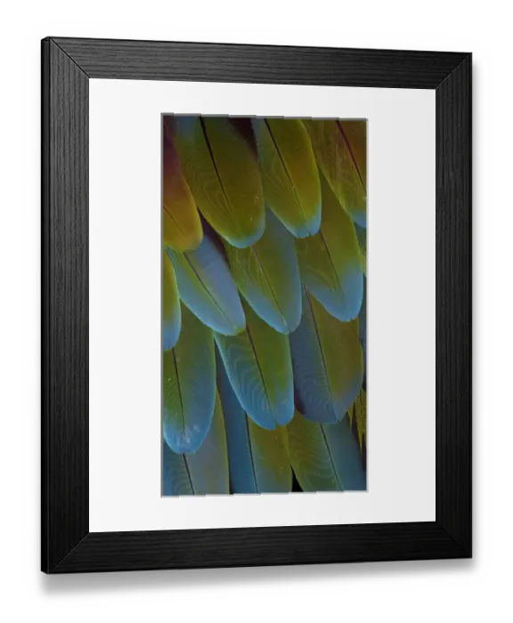 Framed Print : Green-winged Macaw wing feathers Framed Print : Green-winged Macaw wing feathers