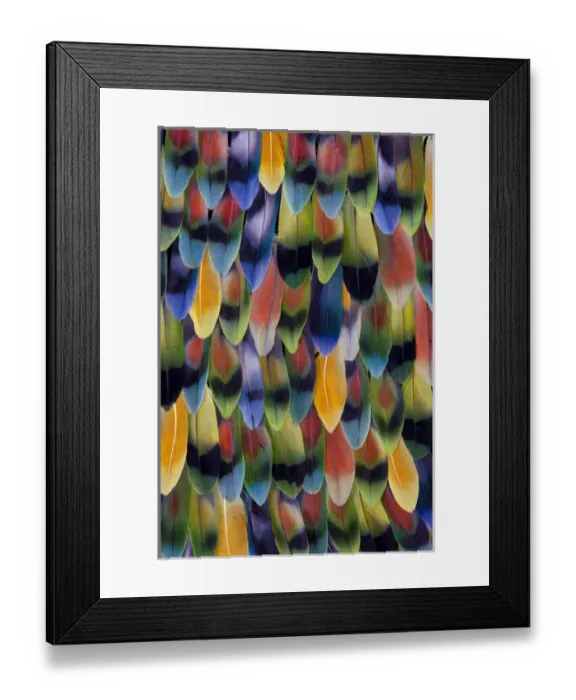 Framed Print : Lovebird tail feather pattern and design Framed Print : Lovebird tail feather pattern and design