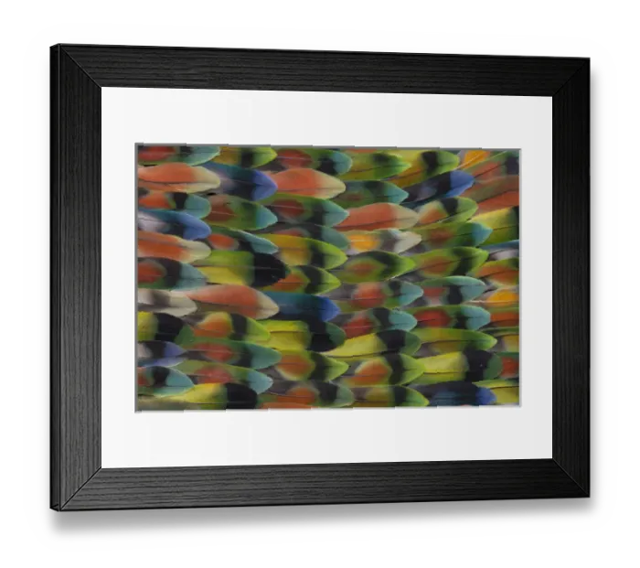 Framed Print : Lovebird tail feather pattern and design Framed Print : Lovebird tail feather pattern and design
