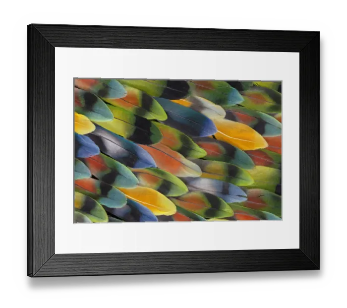 Framed Print : Lovebird tail feather pattern and design Framed Print : Lovebird tail feather pattern and design