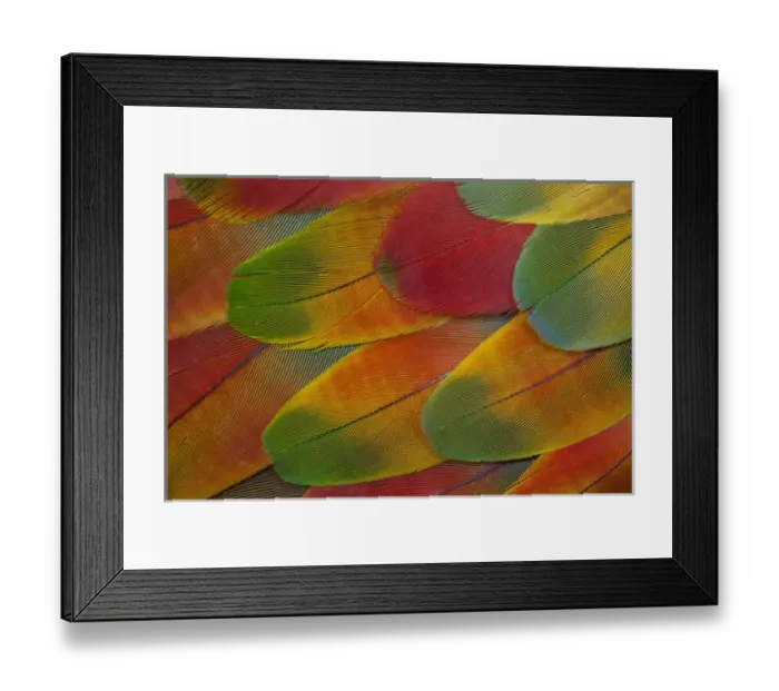 Framed Print : Harlequin Macaw wing feather design Framed Print : Harlequin Macaw wing feather design