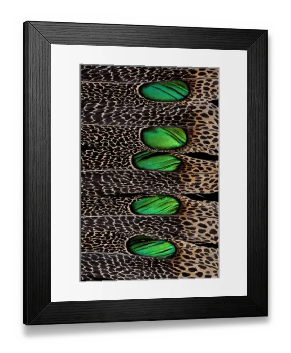 Framed Print : Malay Peacock Tail Feather Design Framed Print : Malay Peacock Tail Feather Design