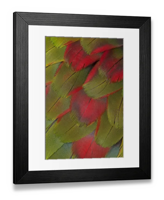 Framed Print : Macaw breast feather fan design Framed Print : Macaw breast feather fan design