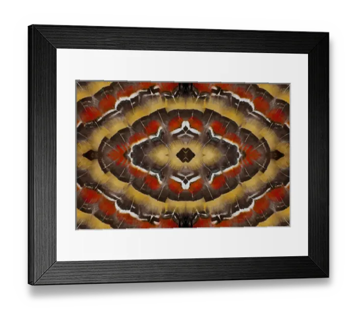 Framed Print : Lady Amersts Pheasant body feather pattern and design fanning outward