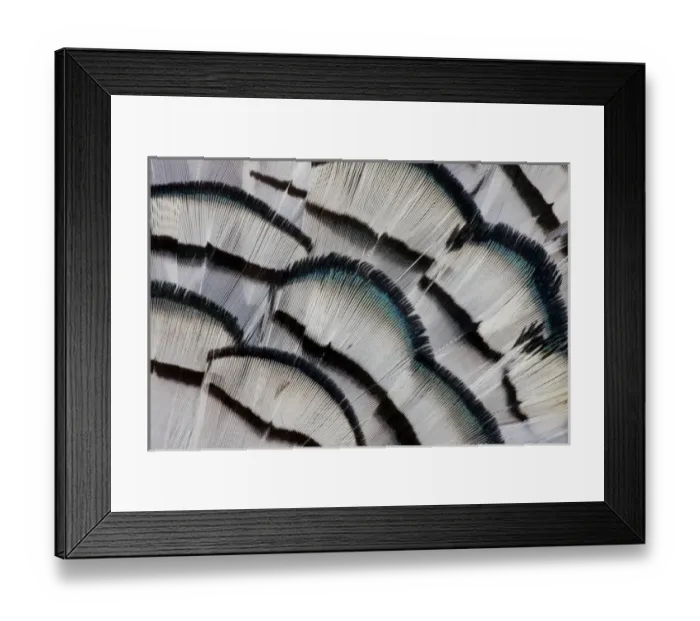 Framed Print : Silver Pheasant feather fan design Framed Print : Silver Pheasant feather fan design