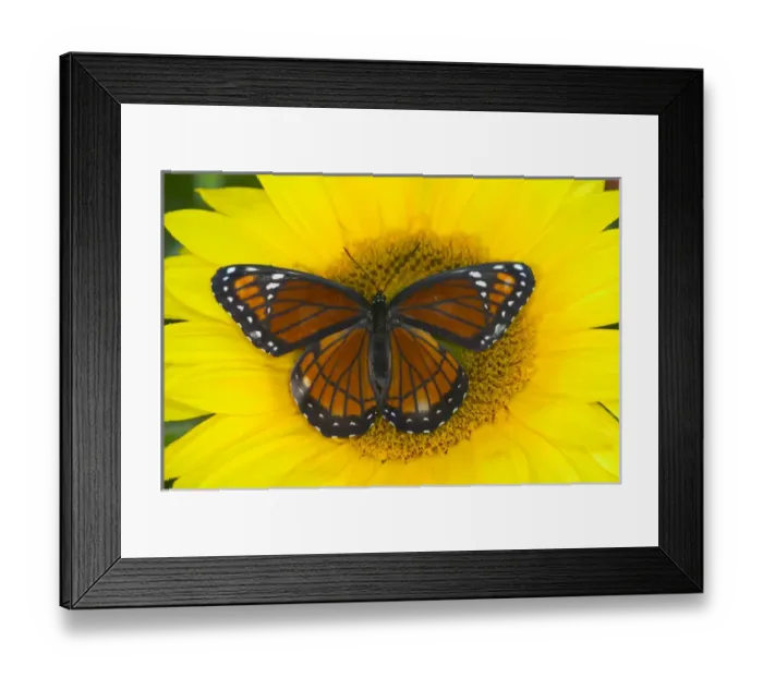 Framed Print : Viceroy Butterfly a mimic of the Monarch butterfly, Limenitis archippus Framed Print : Viceroy Butterfly a mimic of the Monarch butterfly, Limenitis archippus