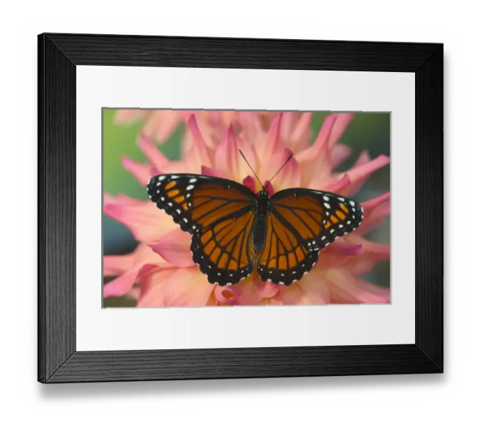 Framed Print : Viceroy Butterfly a mimic of the Monarch butterfly, Limenitis archippus