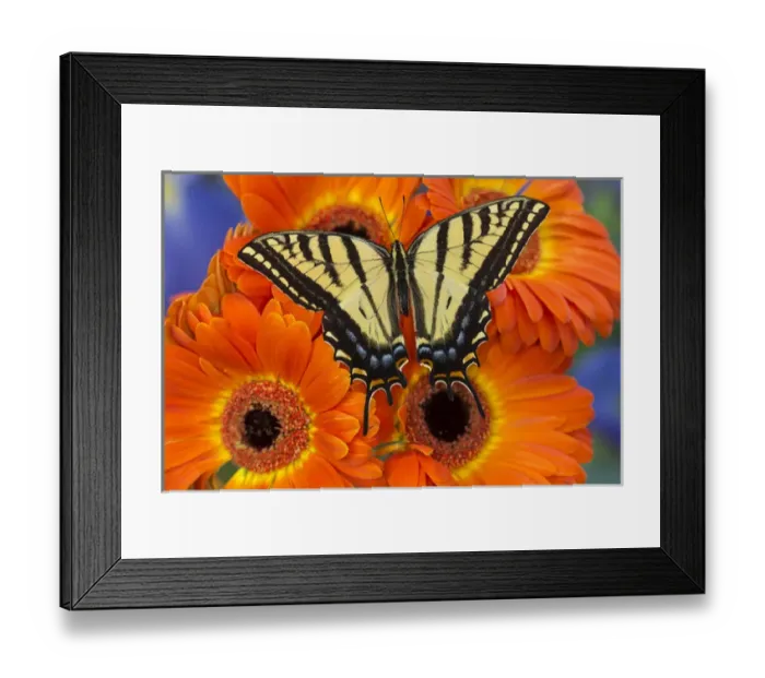 Framed Print : Two-tailed Swallowtail Butterfly, Papilio multicaudatus Framed Print : Two-tailed Swallowtail Butterfly, Papilio multicaudatus