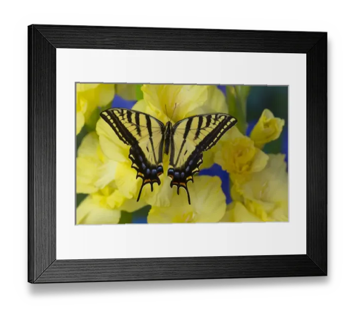 Framed Print : Two-tailed Swallowtail Butterfly, Papilio multicaudatus Framed Print : Two-tailed Swallowtail Butterfly, Papilio multicaudatus
