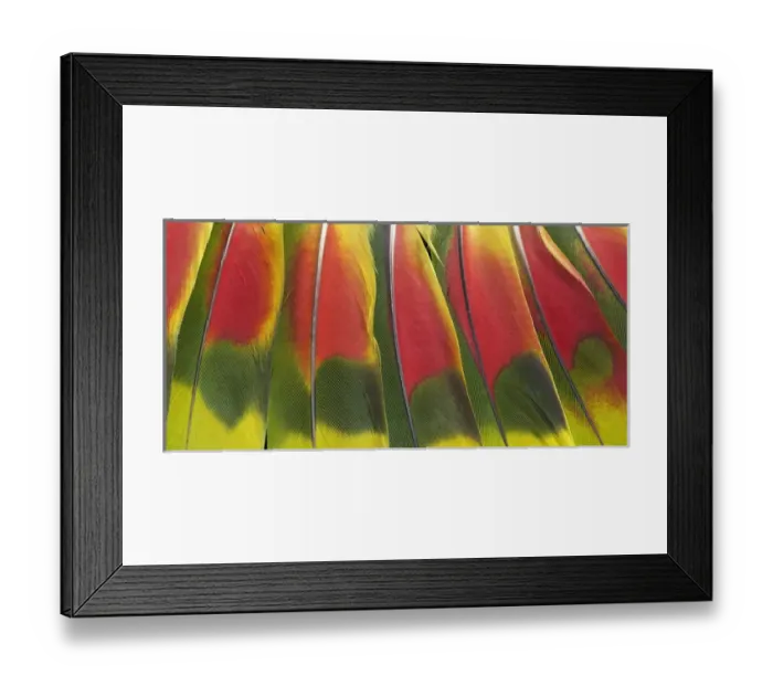 Framed Print : Amazon Parrot tail feather design Framed Print : Amazon Parrot tail feather design