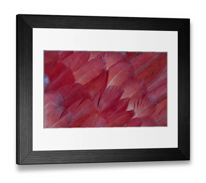 Framed Print : African Grey Parrot tail feathers Framed Print : African Grey Parrot tail feathers