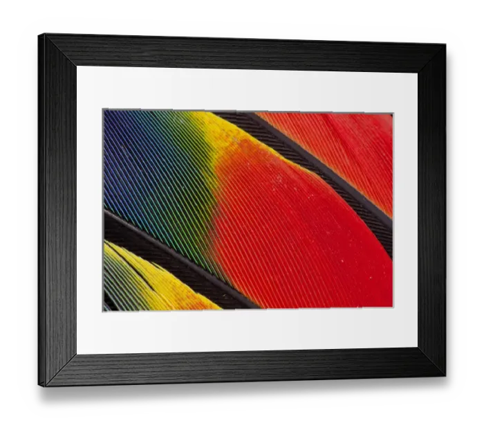 Framed Print : Wing Feather Design from the Amazon Parrot