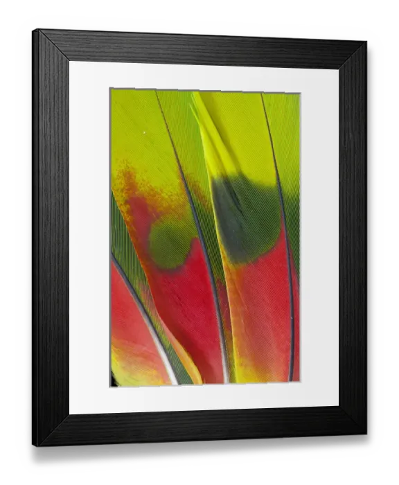 Framed Print : Amazon Parrot tail feather design