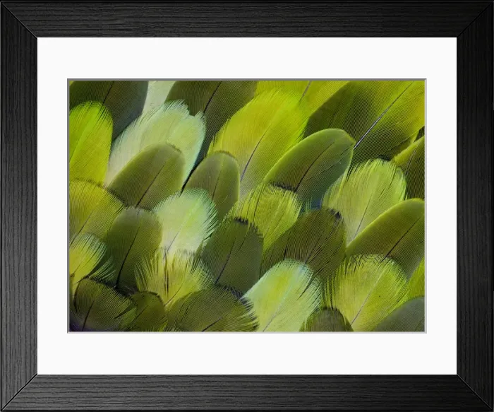 Framed Print : Body feather fan design of the Amazon Parrot