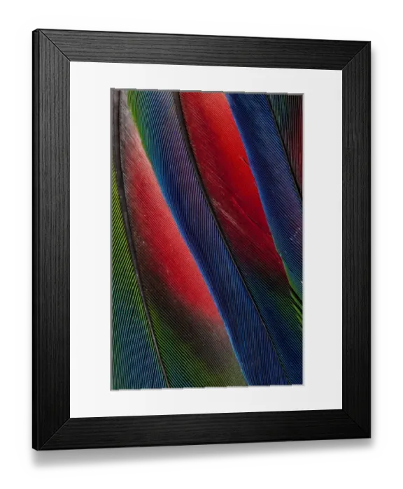 Framed Print : Wing Feather Design from the Amazon Parrot Framed Print : Wing Feather Design from the Amazon Parrot