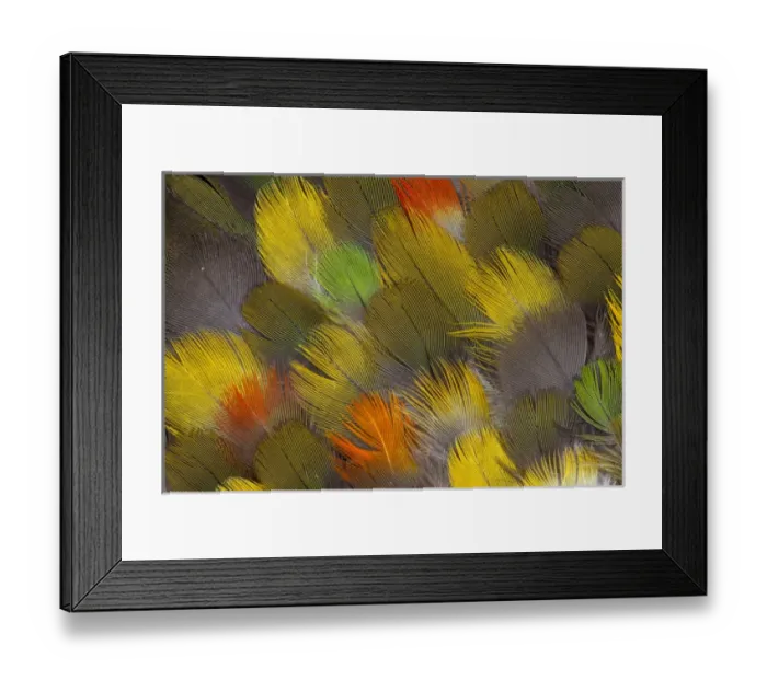 Framed Print : Multi-colored breast feather design from different Parrots Framed Print : Multi-colored breast feather design from different Parrots