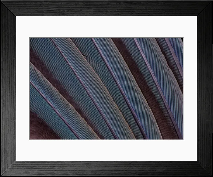 Framed Print : Macaw wing feather fanned out Framed Print : Macaw wing feather fanned out