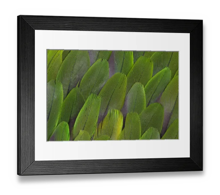 Framed Print : Green wing feathers of a Parrot Framed Print : Green wing feathers of a Parrot