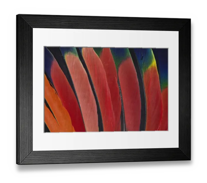 Framed Print : Wing Feather Design from the Amazon Parrot Framed Print : Wing Feather Design from the Amazon Parrot