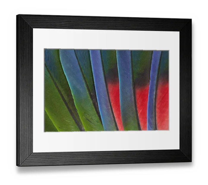 Framed Print : Fanned out Tail Feathers of the Blue headed Pionus Framed Print : Fanned out Tail Feathers of the Blue headed Pionus