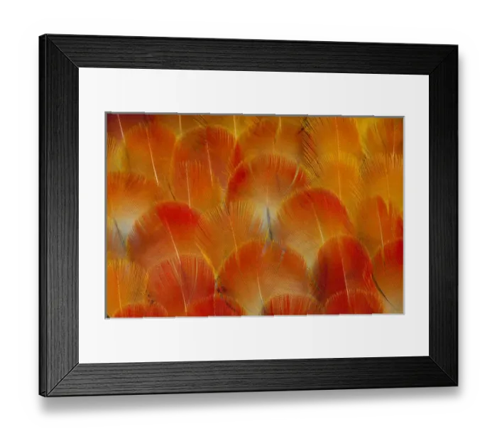 Framed Print : Breast feathers of the Camelot Macaw Framed Print : Breast feathers of the Camelot Macaw