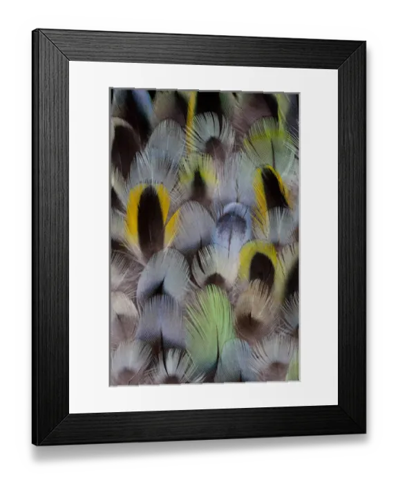 Framed Print : Rosella feather design