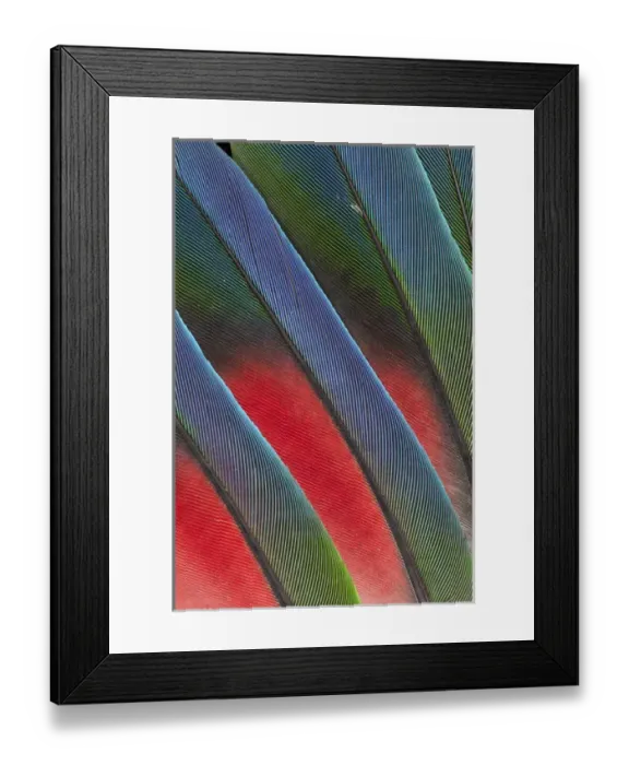 Framed Print : Fanned out Tail Feathers of the Blue headed Pionus