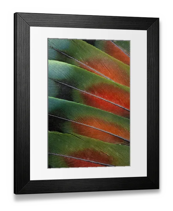 Framed Print : Love bird tail feathers fanned out Framed Print : Love bird tail feathers fanned out