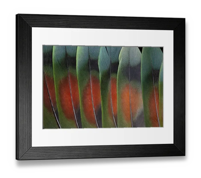 Framed Print : Love bird tail feathers fanned out Framed Print : Love bird tail feathers fanned out